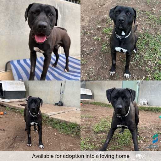 Photo of dog with ID of : D260360.