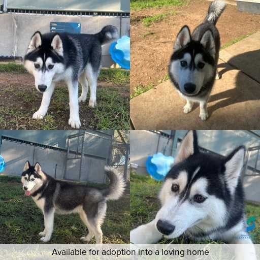 Photo of dog with ID of : D260369.