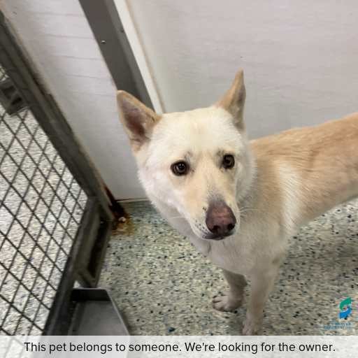 Photo of dog with ID of : D260373.