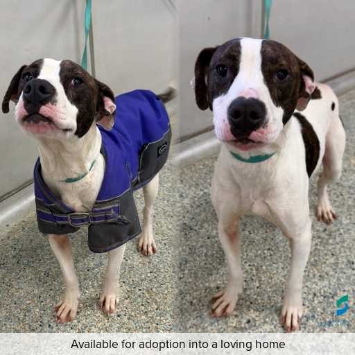 Photo of dog with ID of : D260406.