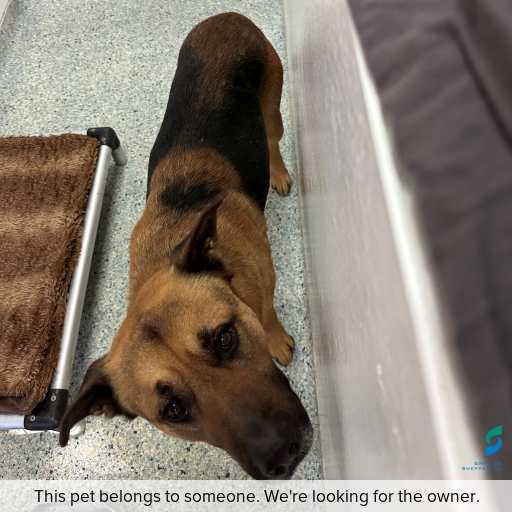 Photo of dog with ID of : D260434.