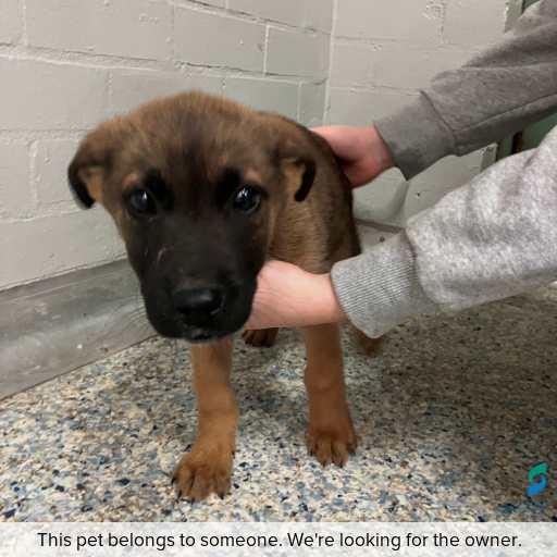 Photo of dog with ID of : D260435.
