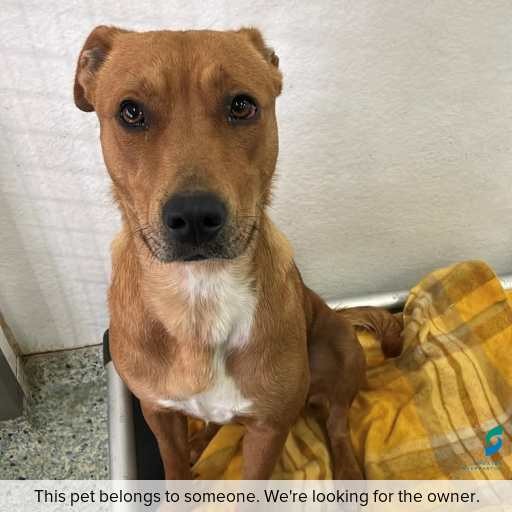 Photo of dog with ID of : D260436.