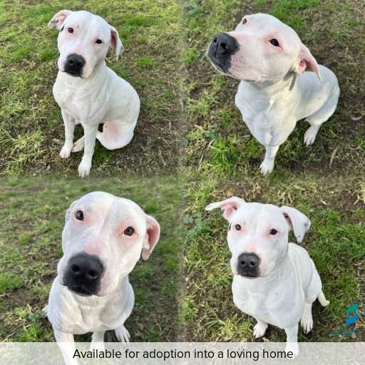 Photo of dog with ID of : D260444.