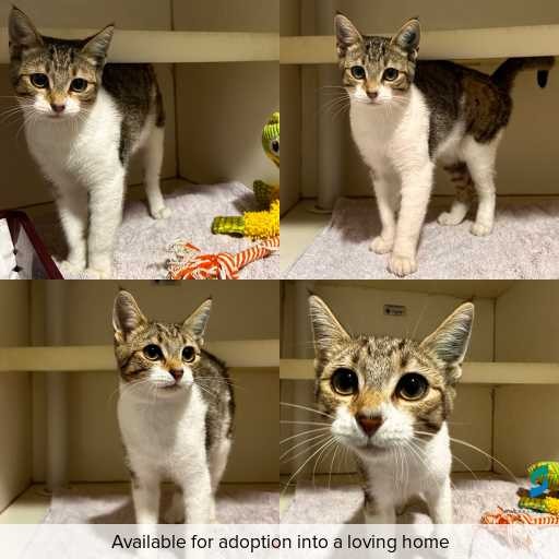 Photo of cat with ID of : C260242.