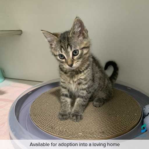 Photo of cat with ID of : C250846.