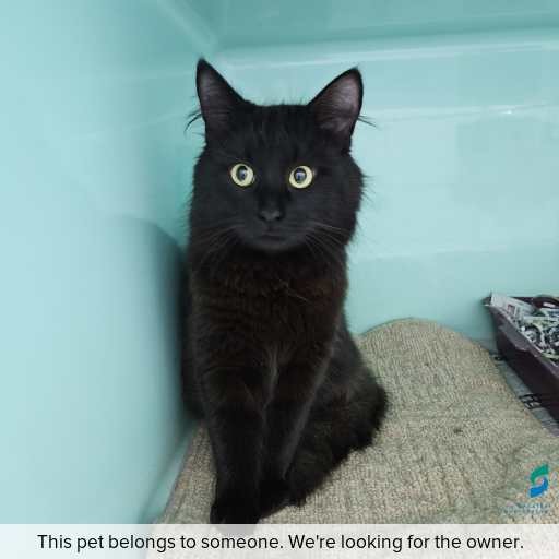 Photo of cat with ID of : C251102.