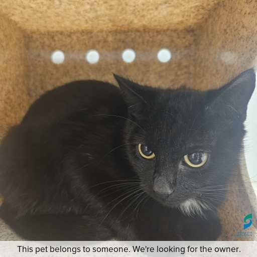 Photo of cat with ID of : C251103.