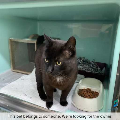 Photo of cat with ID of : C251105.