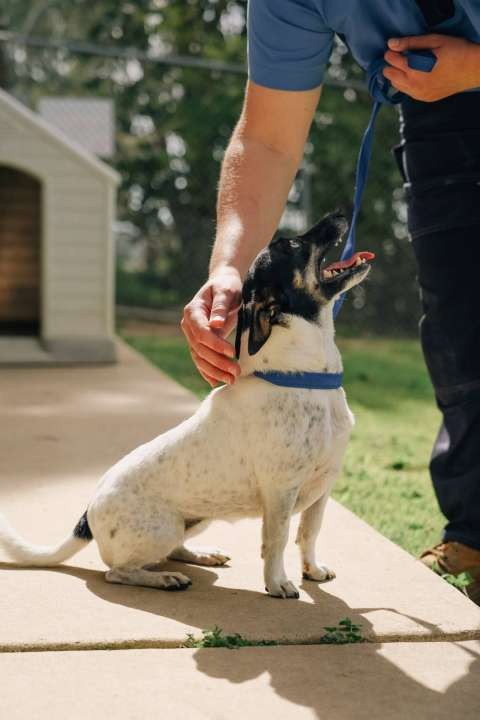pats-for-doggo