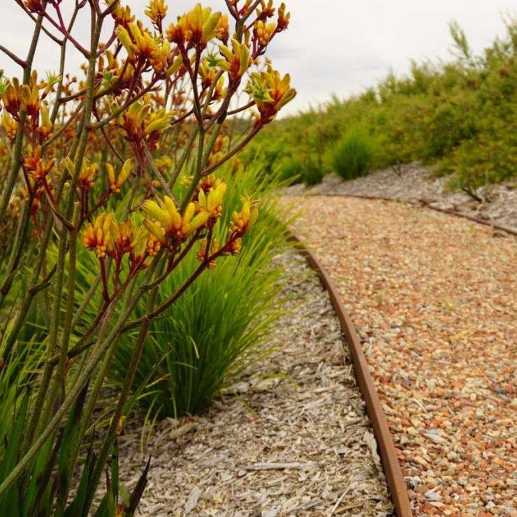 Anigozanthos Kangaroo paw