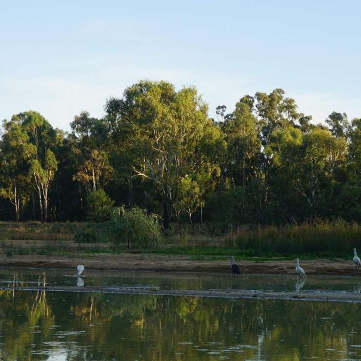 Birds in the wetlands