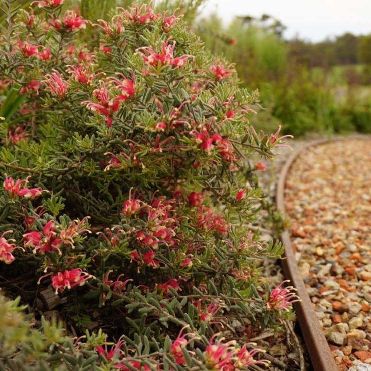 Grevillea Bonnie Prince Charlie