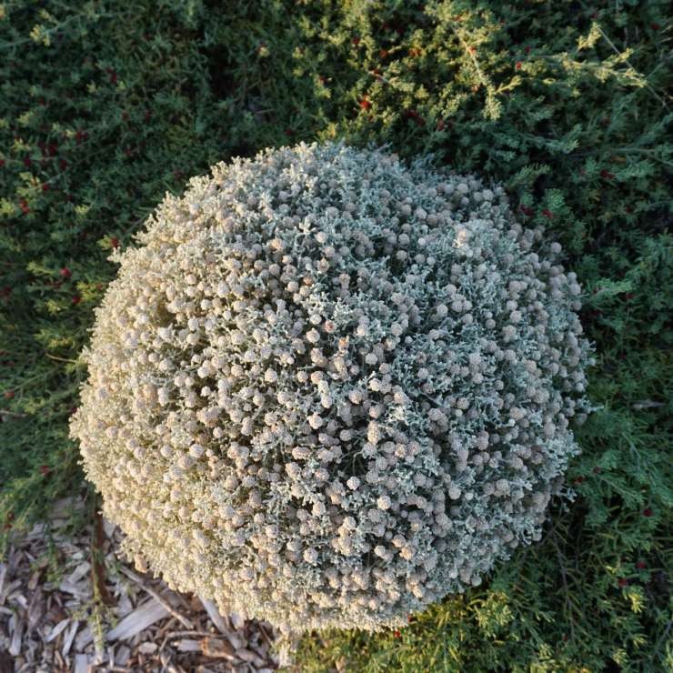 Leucophyta Cushion Bush