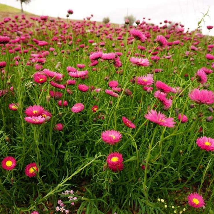 Rhodanthe Everlasting Daisy