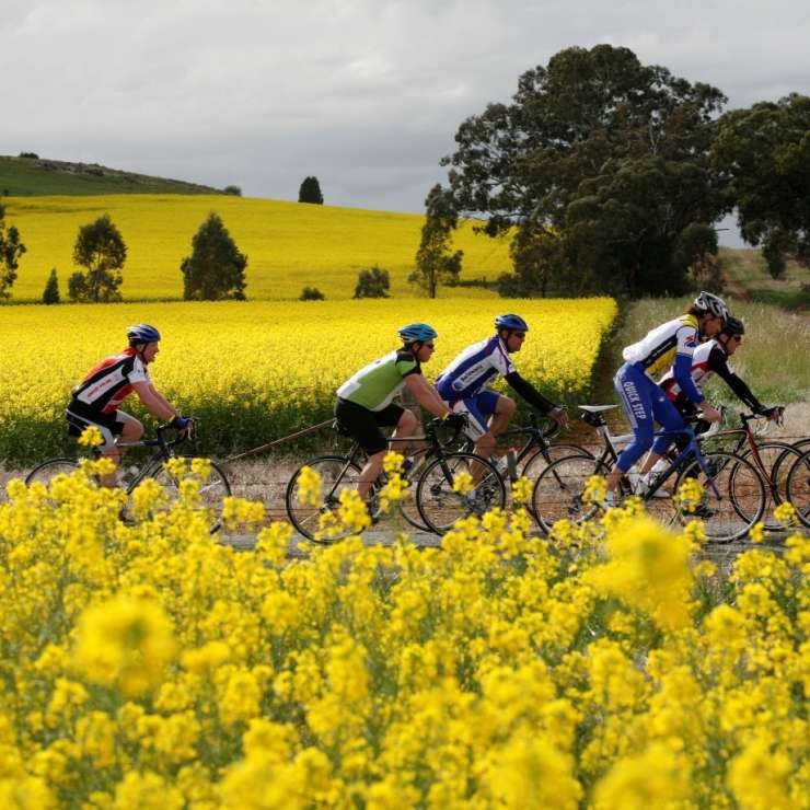 Spring time provides a colourful canola backdrop for on-road cycling.