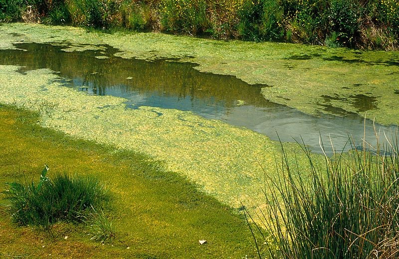 Water temperature found to not impact blue-green algae blooms