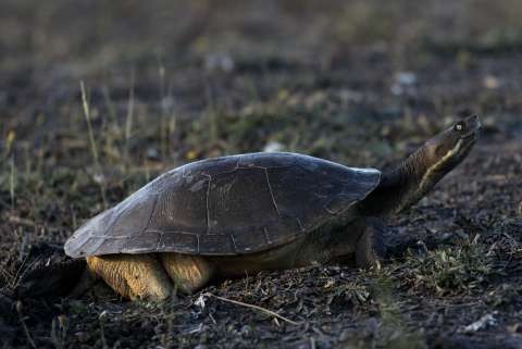 Eastern Long-necked Turtle laying eggs. Photo by Ed Dunens <a href=