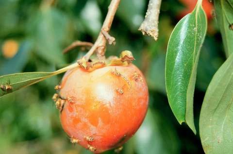 ff-onfruit