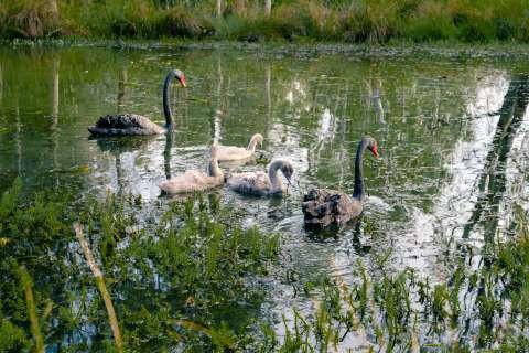 Swans and cygnets
