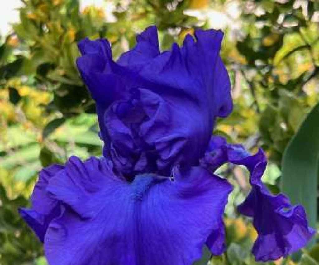 Cover image for event - Spring at 'Summerhill'