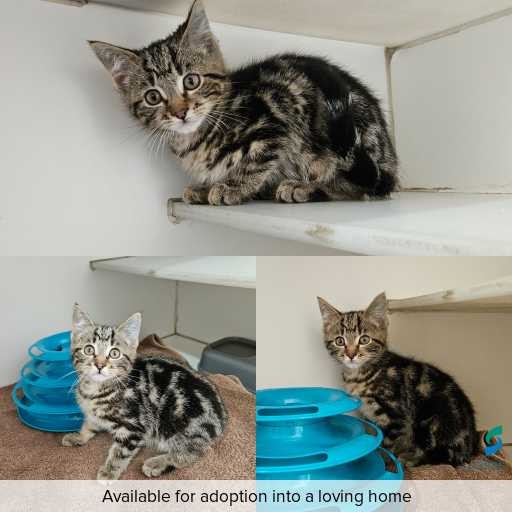 Photo of cat with ID of : C251020.