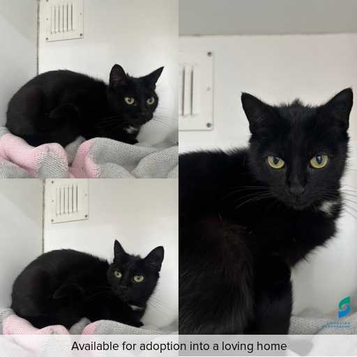 Photo of cat with ID of : C251103.