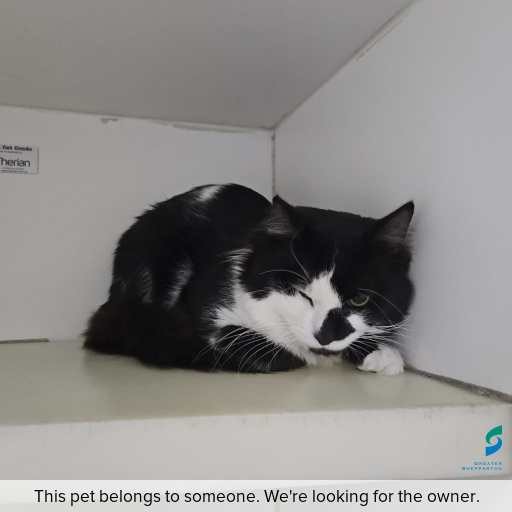 Photo of cat with ID of : C251165.