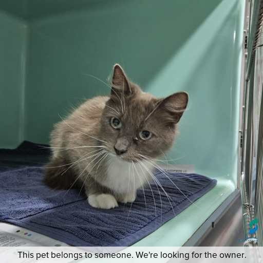 Photo of cat with ID of : C251209.