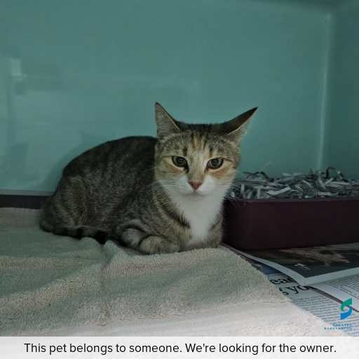 Photo of cat with ID of : C251210.