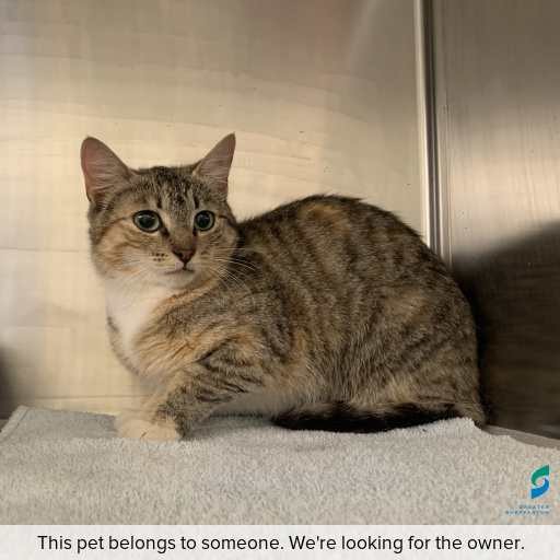 Photo of cat with ID of : C251232.