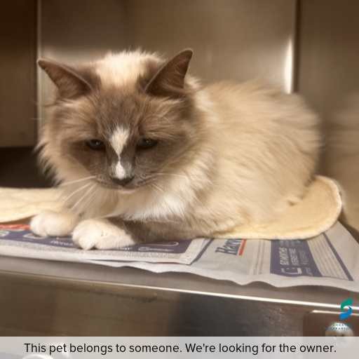 Photo of cat with ID of : C251239.