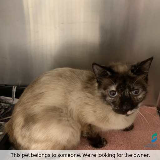 Photo of cat with ID of : C251241.