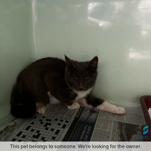 Photo of cat with ID of : C260343.