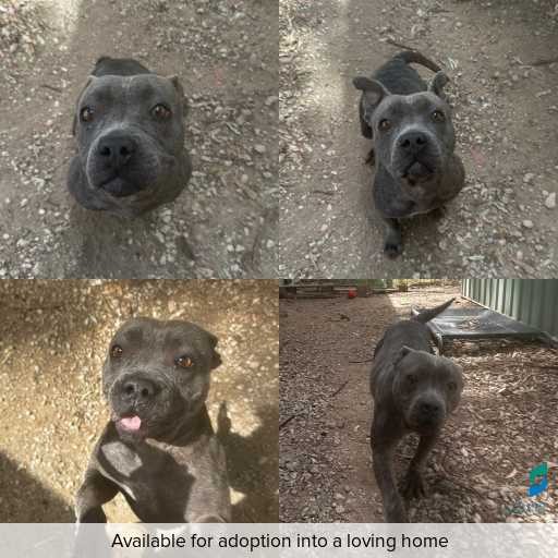 Photo of dog with ID of : D250556.