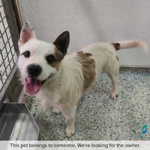 Photo of dog with ID of : D250628.