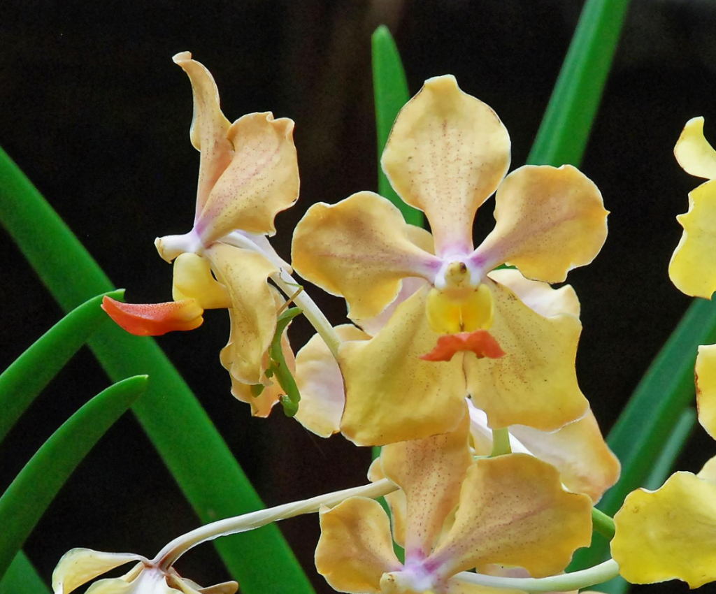 Cover image for event - Victorian Country Orchid Clubs Challenge 2026