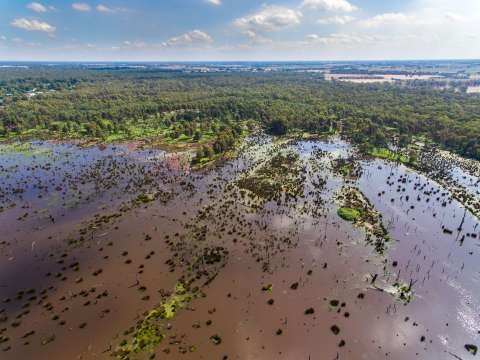 Reedy Swamp Aerial