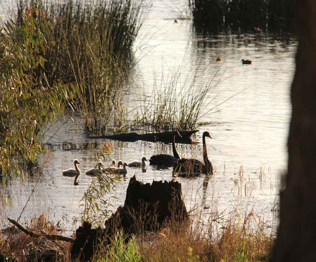 Cover image for event - Breakfast with the Birds