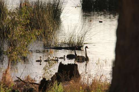 Breakfast with the Birds - Reedy Swamp
