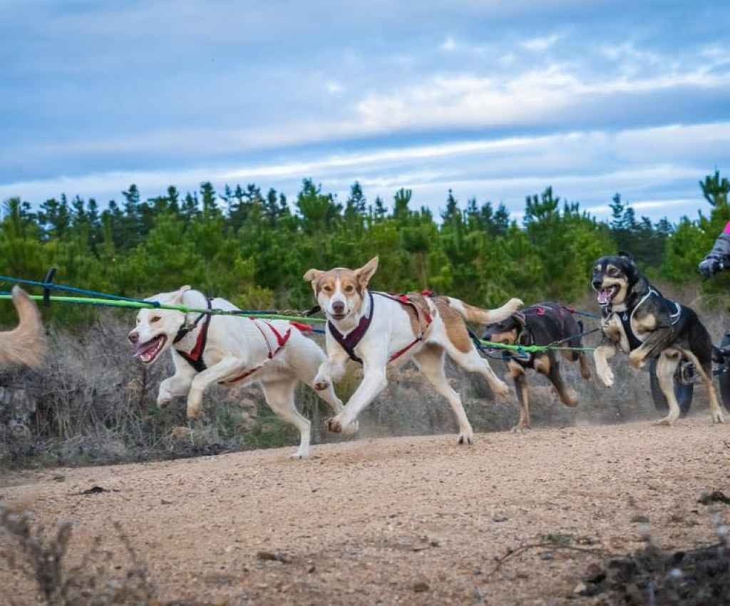 Cover image for event - Northern Victoria Sled Dog Championships