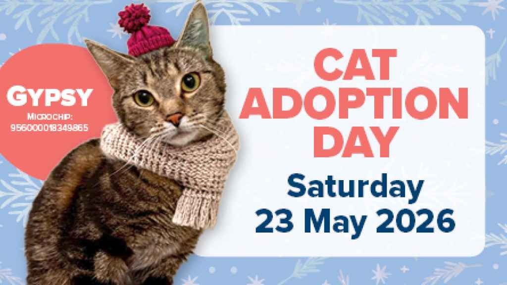 Cover graphic for Cat Adoption Day is this Saturday
