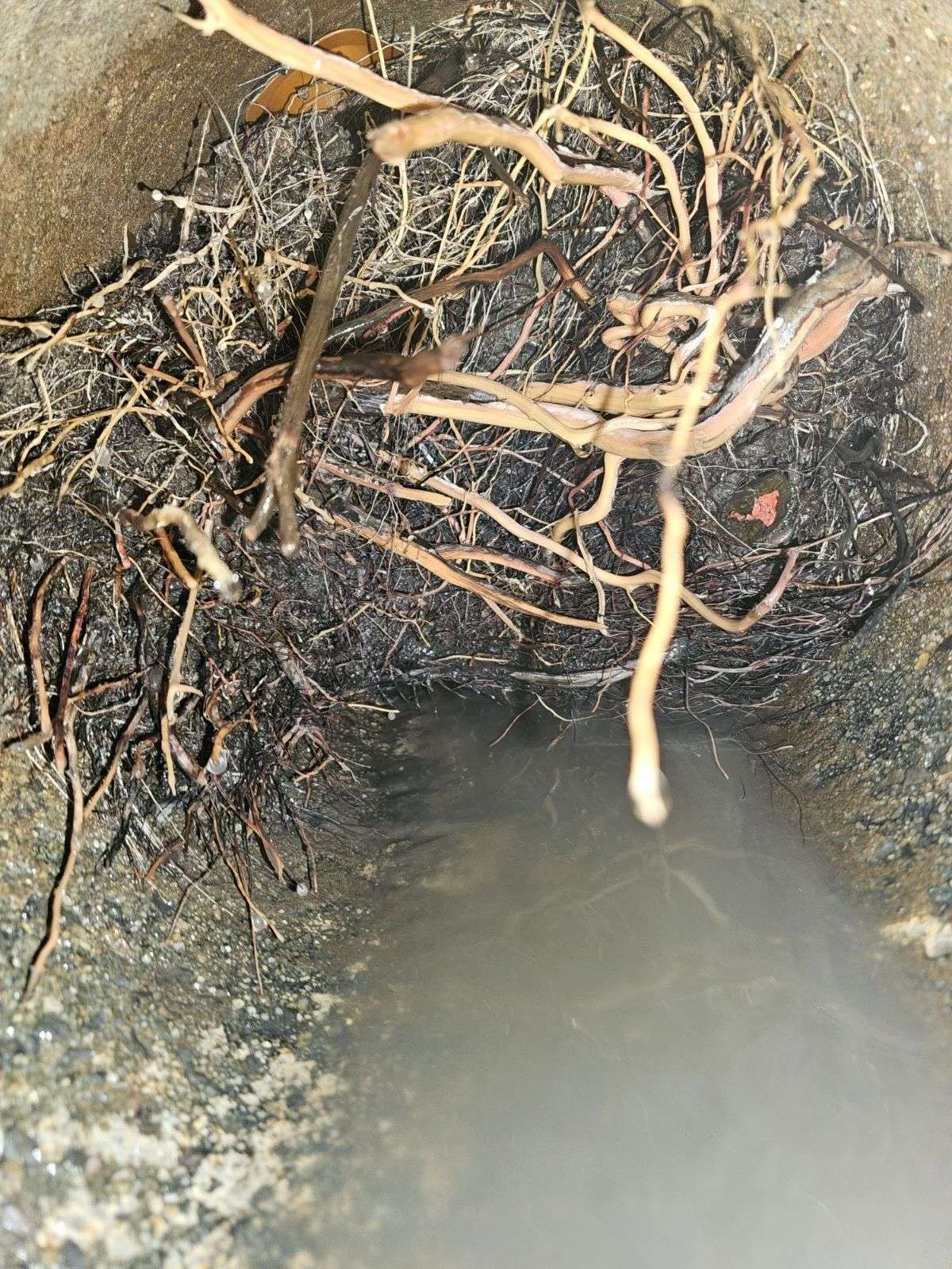 Tree roots blocking a pipe