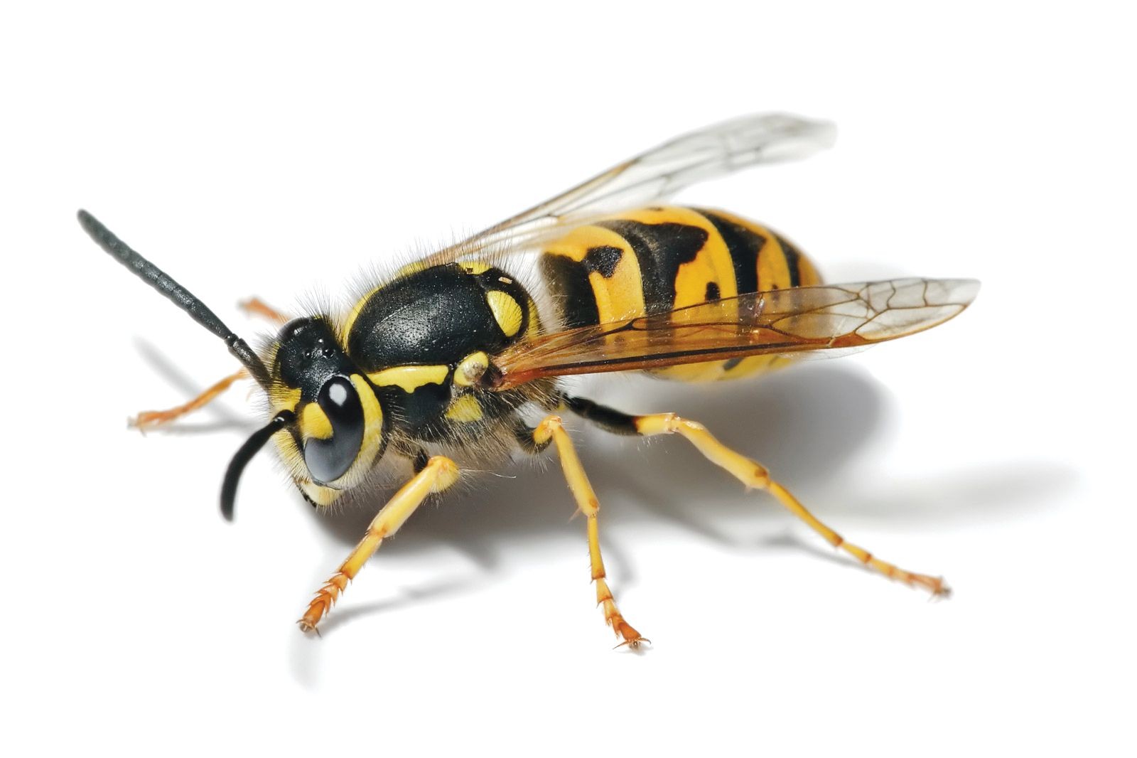 European wasp complaints on the rise - Greater Shepparton City Council