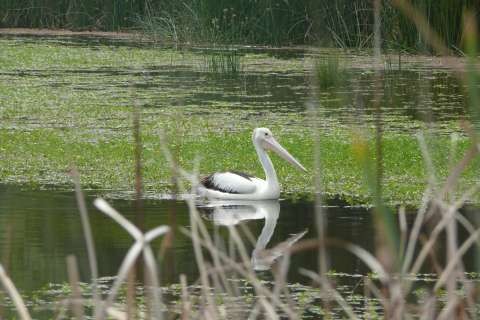 Lake Bartlett