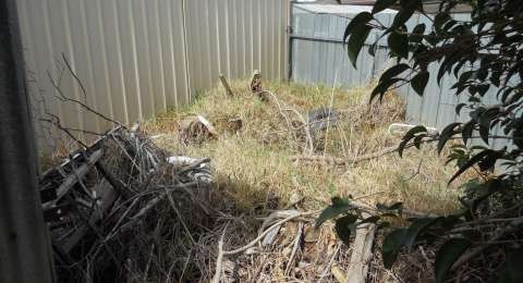 It is important to reduce long grass and fuel loads on your property.