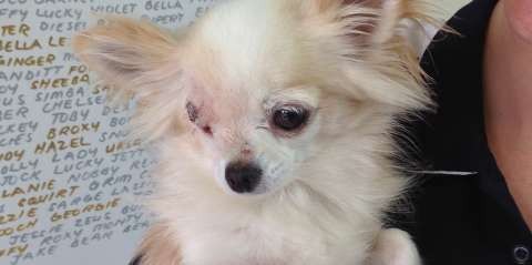 Gypsy is a little Chihuahua who needs a loving family to take her in.