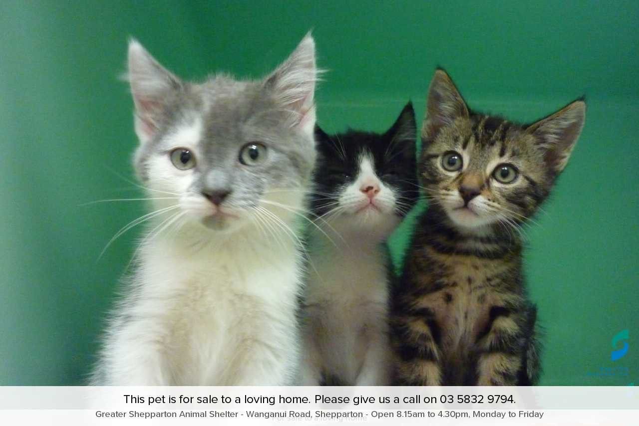 Animal aid sale cats deals
