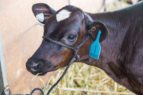 Dairy Week 2017 - 20170119 - 6478