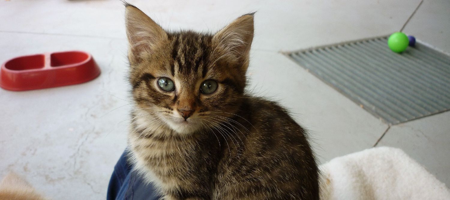 Adopt a kitten victoria online